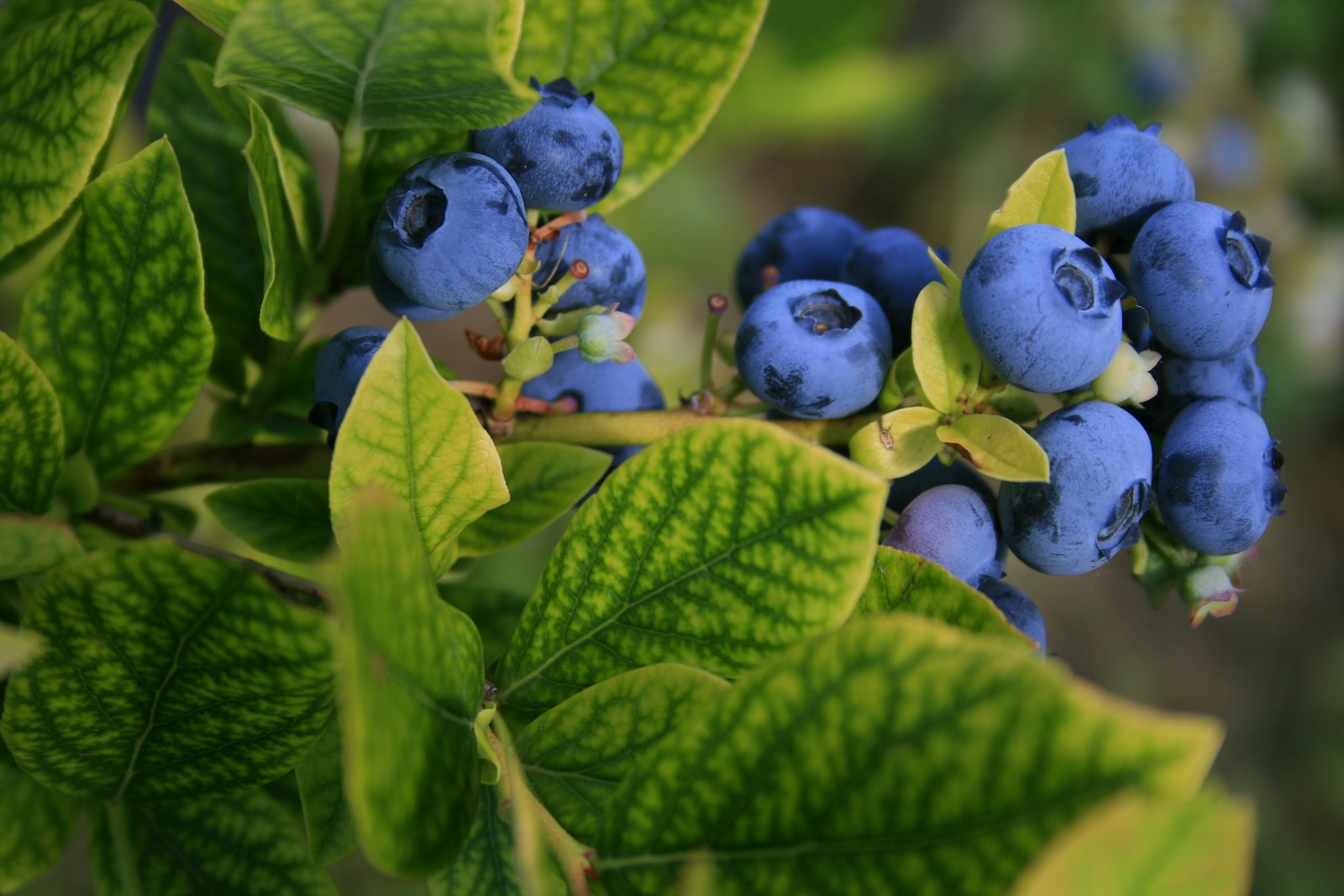 The Fruit of the Spirit