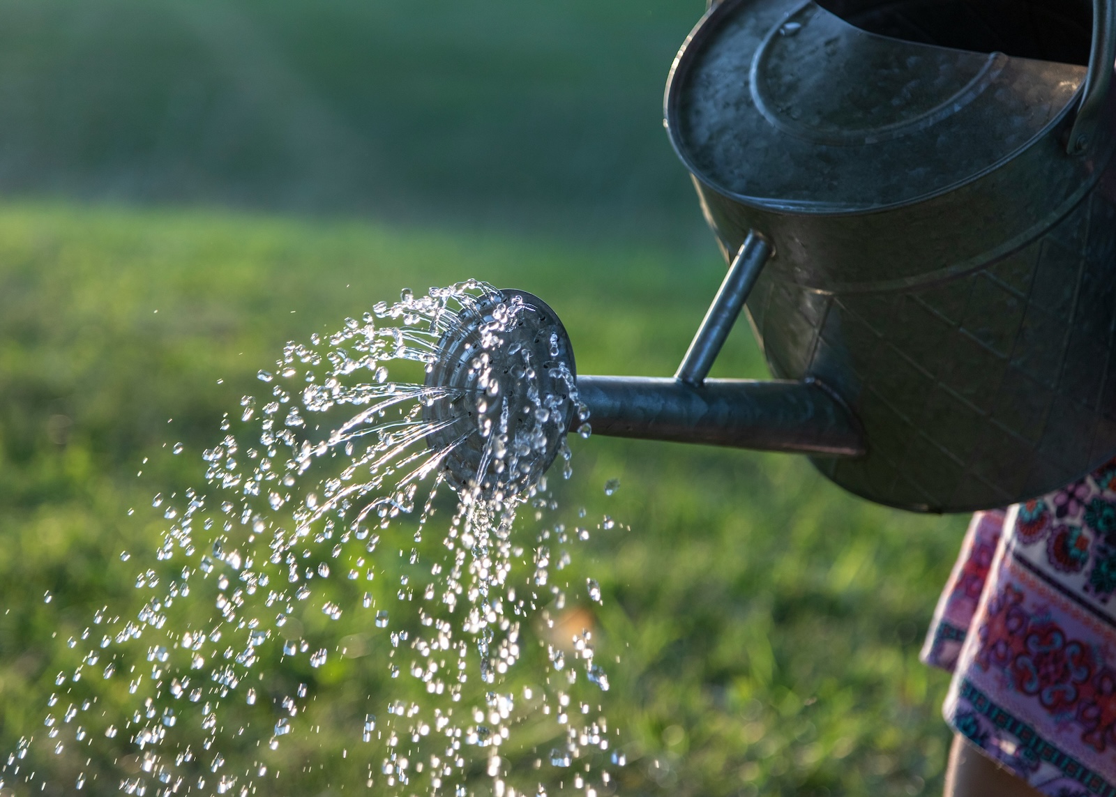 Water It!