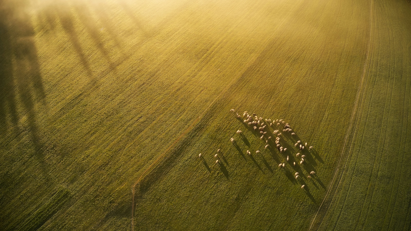 The Lord Is My Shepherd